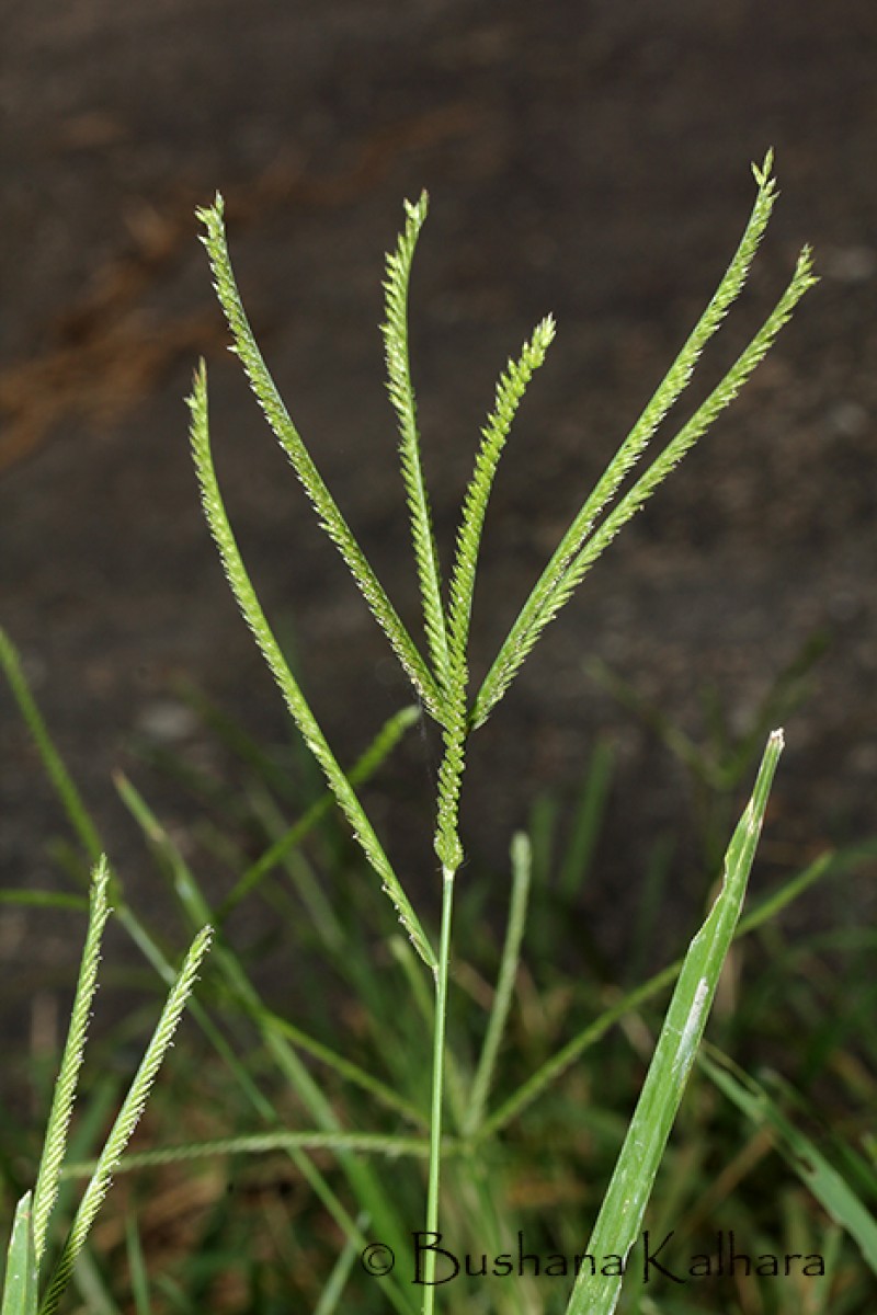 Eleusine indica (L.) Gaertn.